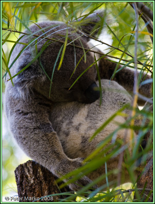 WV8X8524.jpg - Koala, Sydney, Australia.